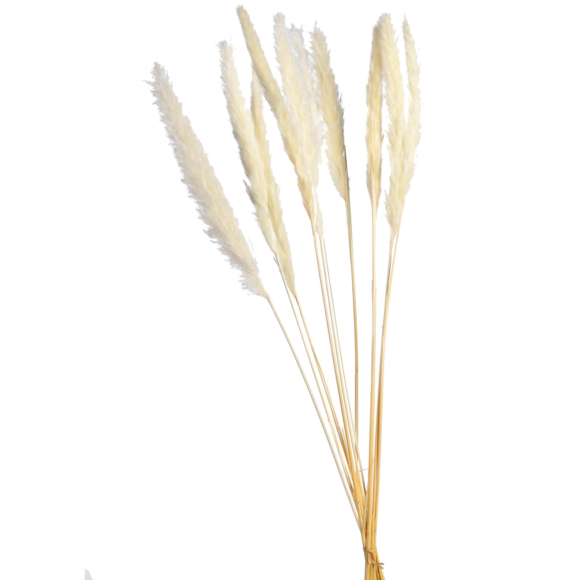 Trockenblumenbund Pampasgras online kaufen | DEPOT | DEPOT Onlineshop DE