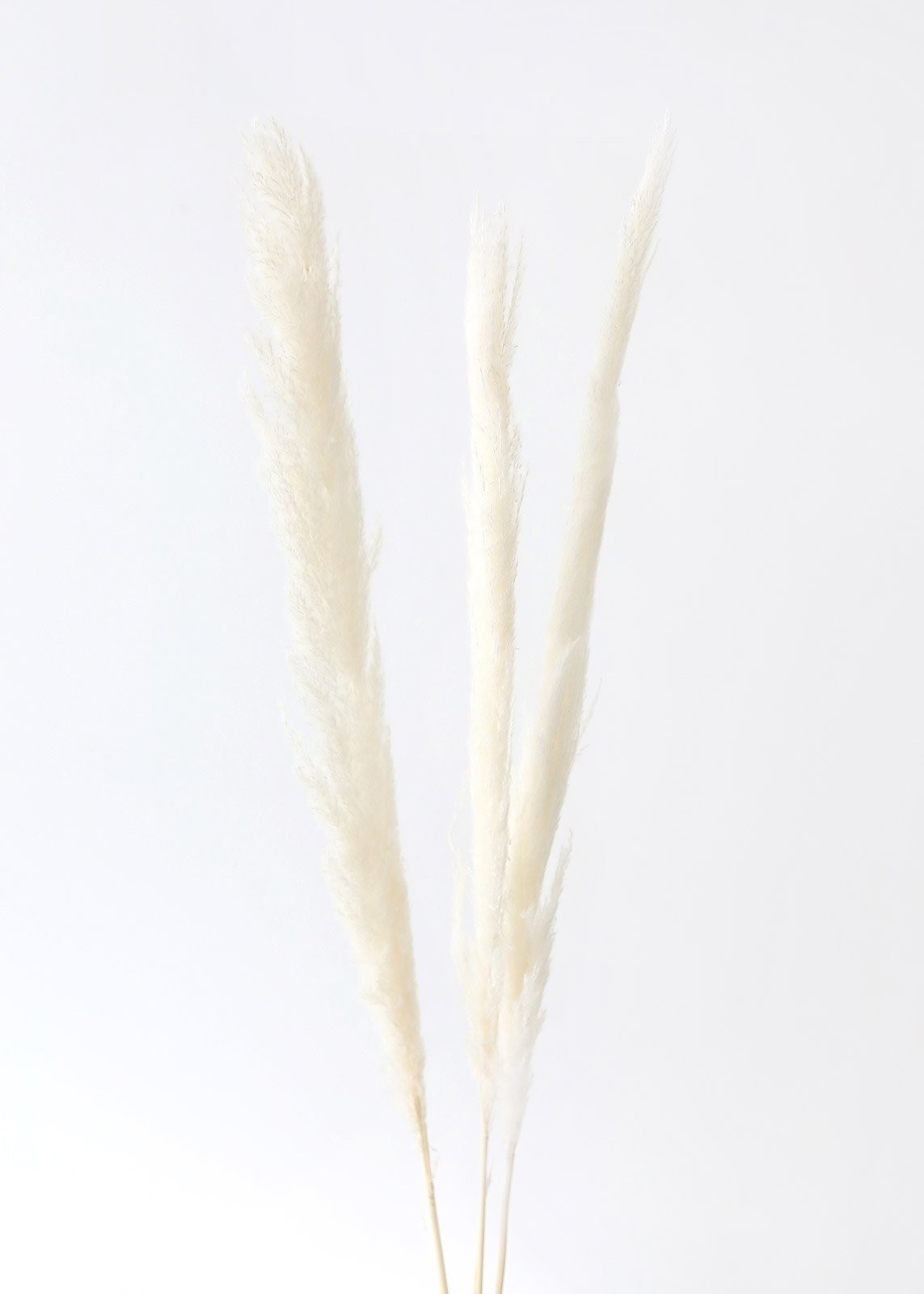 Pack of 3 - Natural Skinny Pampas Grass - 38-42" | Afloral (US)