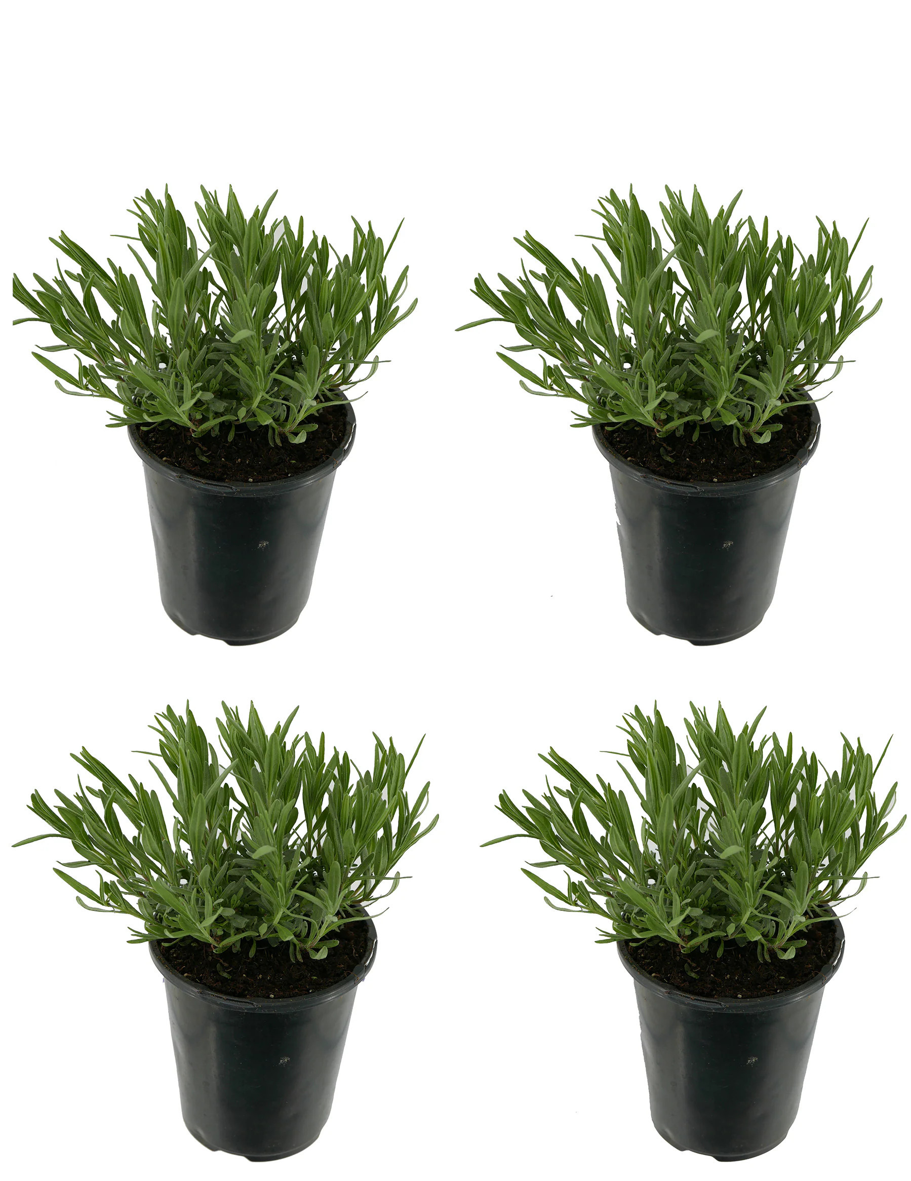 Lowe's Lavender Spanish Lavender Plant in 1 -Quart Pot 4 -Pack one_size | 1085 | Lowe's