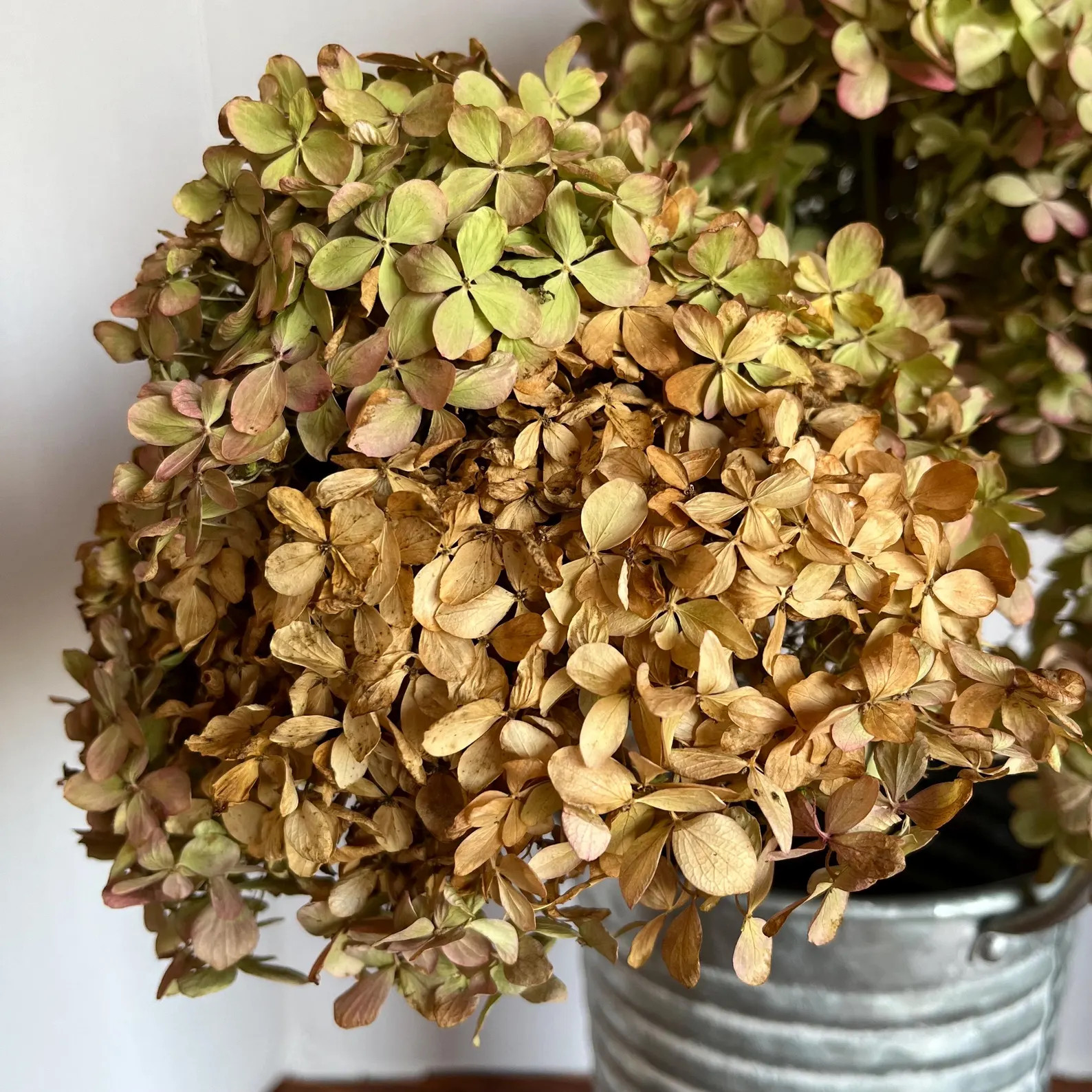 Dried Limelight Hydrangea Flowers - Etsy | Etsy (US)