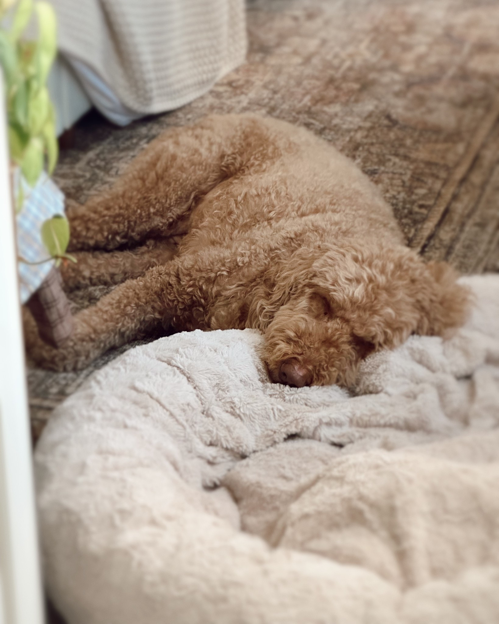 apparently even my rug is more comfy than his actual bed 🤪

home decor, master bed room rugs, rugs, rugs I’m loving 

#LTKHome