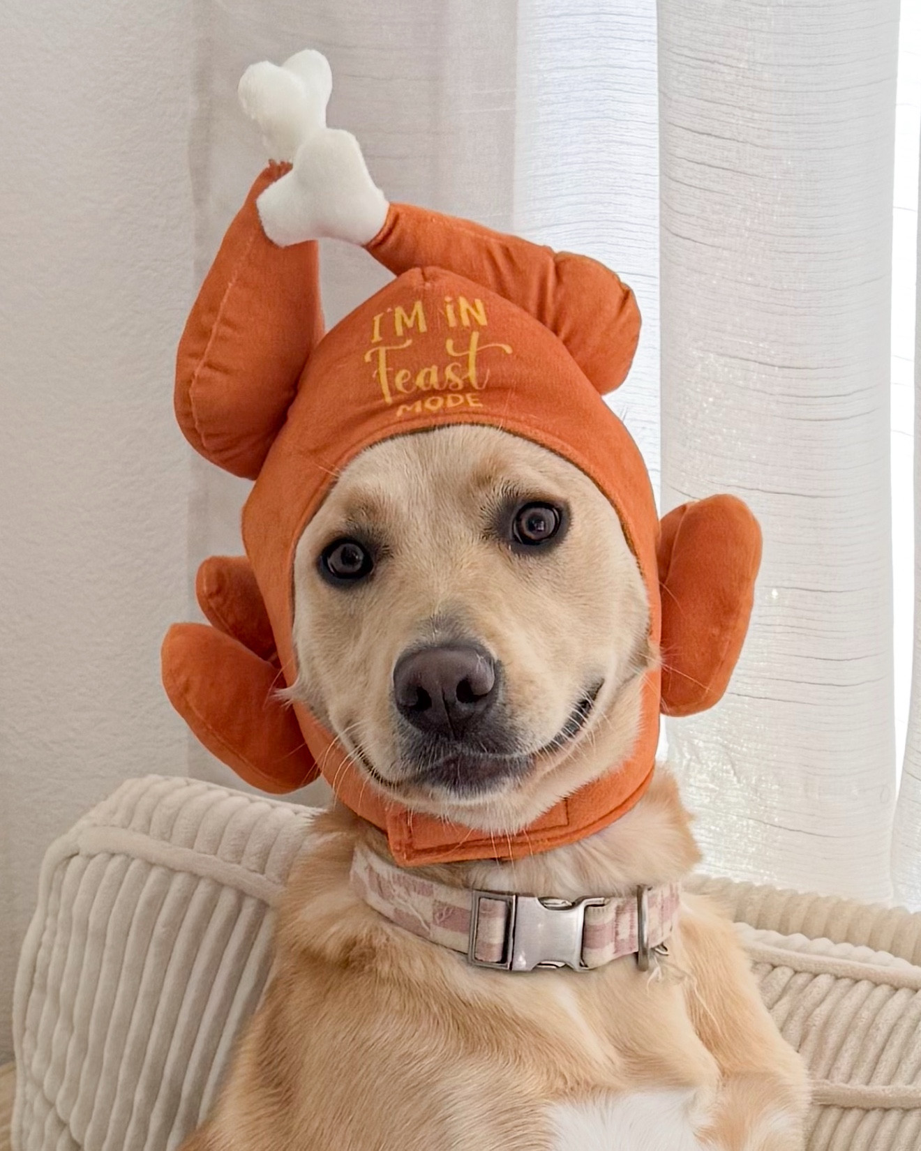 I'm obsessed with Petco's new fall collection. Go splurge on your doggies for fall they deserve it !! #Ad #petcopartner @petco