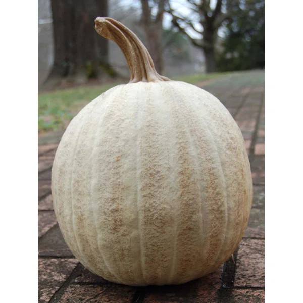 Twisted Stem Pumpkin | Wayfair Professional