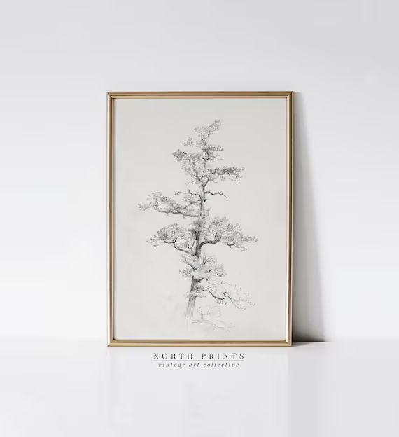 Neutral Antique Pine Tree Drawing | Vintage Sketch Art | Soft Decor PRINTABLE Art Download | 196 | Etsy (UK)