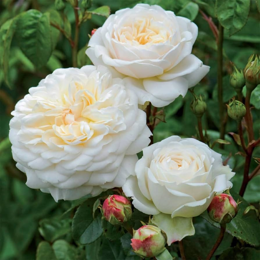 Heirloom Roses David Austin Rose Plant - Tranquillity® White Rose Bush, Live Plant for Planting ... | Amazon (US)