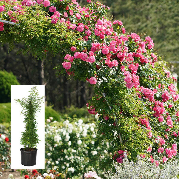 Rose 'Peggy Martin' 3 Gallon Live Climbing Rose Plant - Decor Steals | Decor Steals