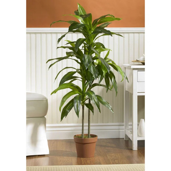 42" Dracaena Plant in Planter | Wayfair North America