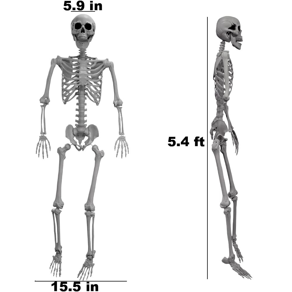 5.4FT/165CM Halloween Skeleton, Full Body Skeleton Skull Decor with Movable Posable Joints for Hallo | Amazon (US)