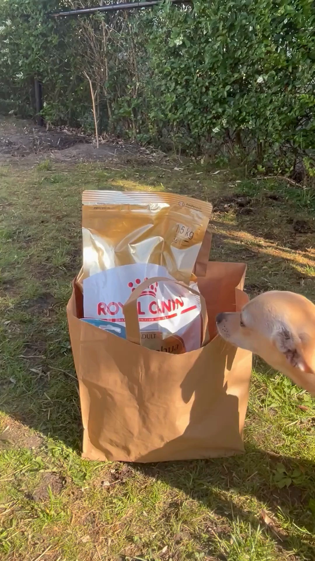 Our little Chihuahua got spoiled today 🐾

I picked up a few things for him, including breed-specific food, a new toy, and a dental care set. He's settling in so well, and it's been fun finding products that fit his tiny size and big personality.

I've linked everything here in case you're shopping for a Chihuahua or another small dog. 🤍

#Chipin #ChihuahuaLife #ChihuahuaLove #DogMomLife #SmallDog #PuppyEssentials #DogFavorites #PetFinds #DogProducts #PetMustHaves #ChihuahuaMom #DogLovers #PuppyLife

#LTKcanada #LTKhome