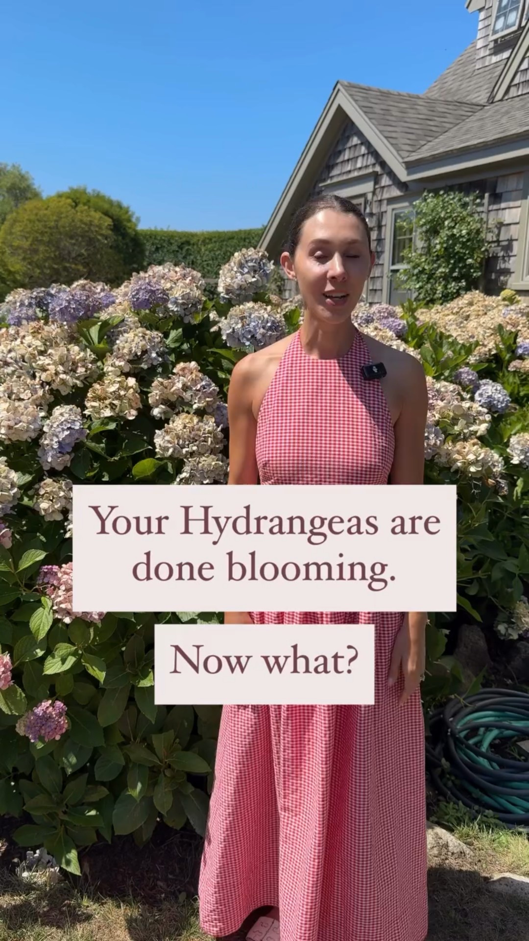 Hydrangea season is over and fall is upon us. So now what? What can (and can’t) you do with your macrophylla hydrangea plants? Here’s an in depth guide to the difference between pruning and deadheading, and why you’ll want to pay attention to the calendar before you start snipping! #gardening #gardening101 #hydrangea #hydrangeaseason #growyourownflowers