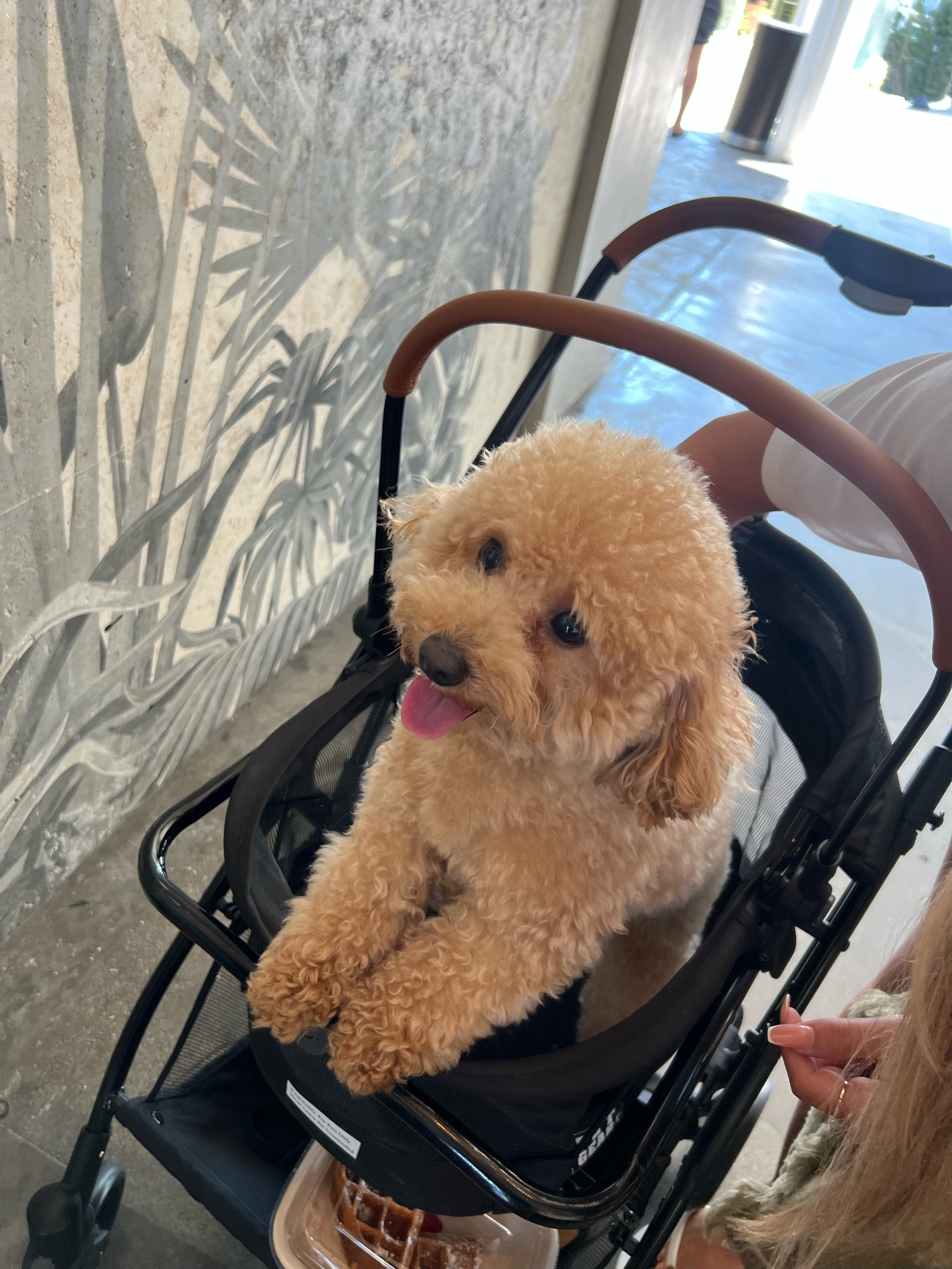 Pets 🐶 our best friends! the ultimate pet stroller for your beloved companions – a perfect dog and cat stroller, combining style and comfort for your pet’s journey. Pet stroller, doggy stroller, kitty stroller, pet pram, pet carriage, animal stroller, pet transport, cat and dog buggy, portable pet carrier, and pet jogger stroller – holiday gifts - fall must to have - winter must to have we’ve got it all!

#LTKHoliday #LTKhome #LTKGiftGuide