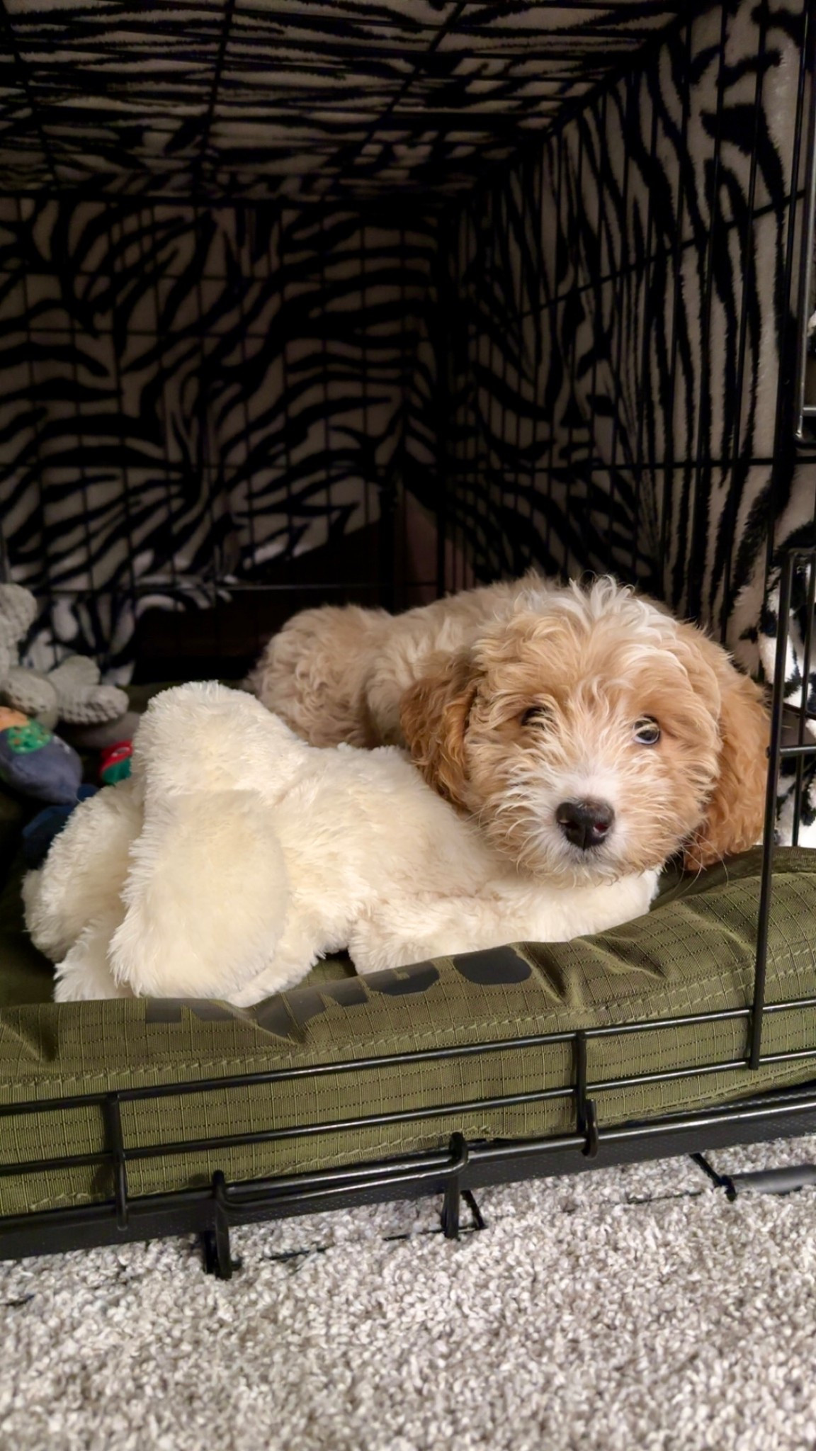 Highly recommend this Heartbeat Snuggle Puppy if your puppy struggles in their crate. Walter was NOT a fan of his crate until we got this for him. Now he has no issues and doesn’t cry. It is a lifesaver in our home!

#LTKPets #LTKFindsUnder50 #LTKFamily