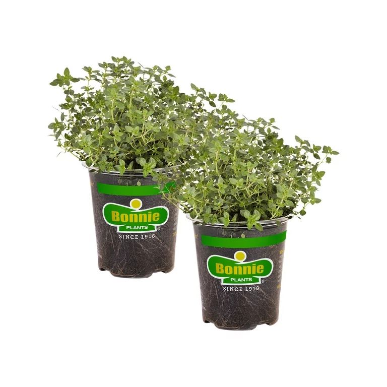 Bonnie Plants Lemon Thyme 19.3 oz. 2-Pack | Walmart (US)