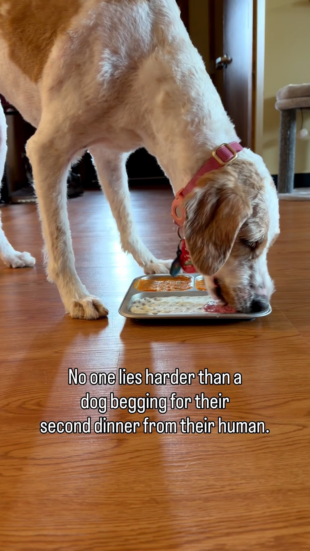 Good thing I always have a lick mat on hand to ease those midday hunger pangs.

#LTKdayinmylife #LTKfoodie #LTKmomlife