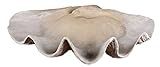 Intelligent Design Large Clam Sea Shell Decorative Bowl | Coastal Ocean | Amazon (US)