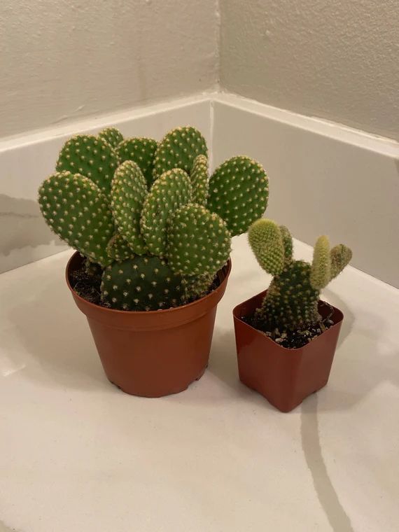 Opuntia Microdasys AKA "Bunny Ears Cactus" "Polka-dot Cactus" "Angels Wings Cactus" Live Plant - ... | Etsy (US)