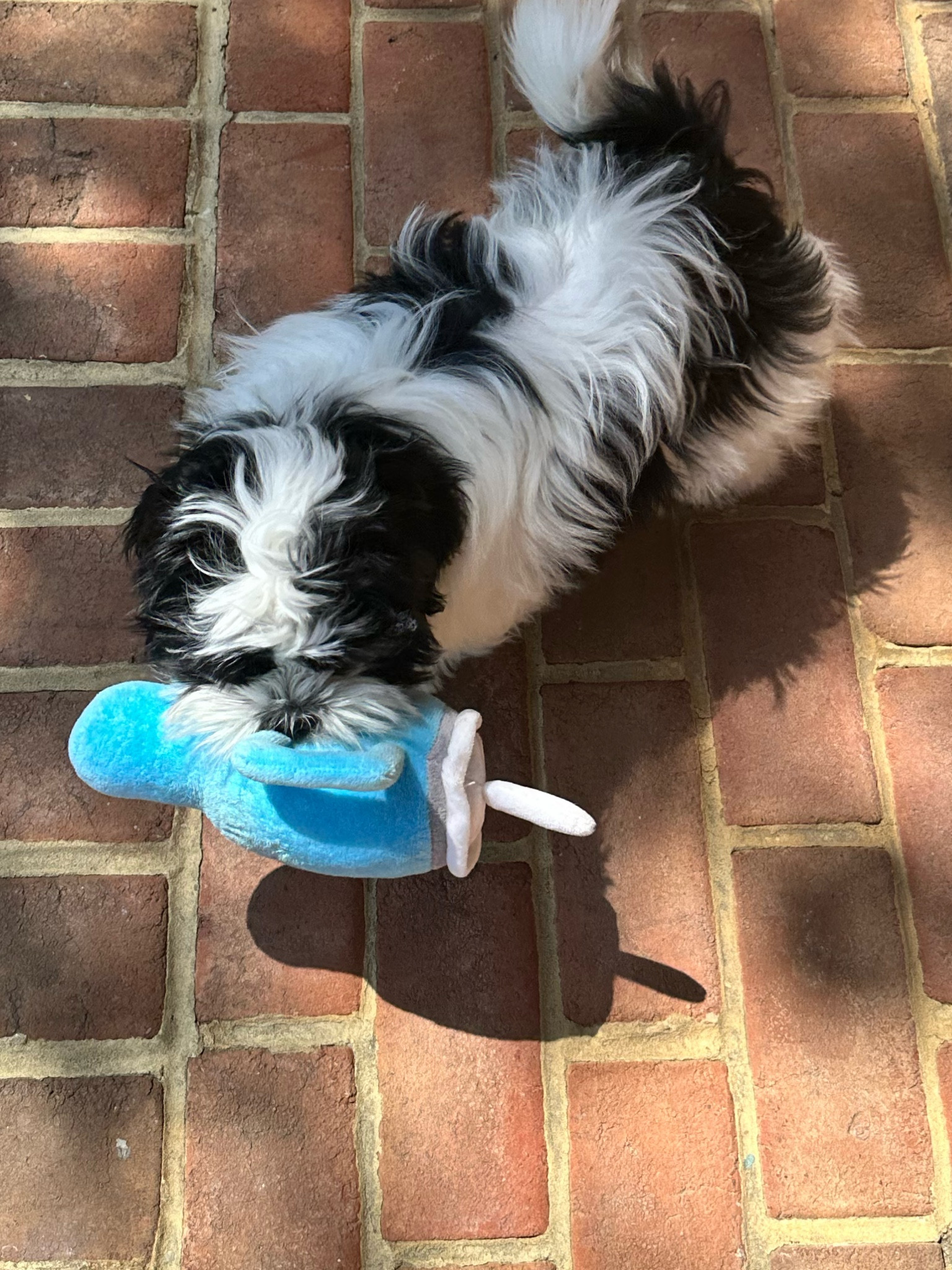 Because Chili also deserves a Stanley Cup! Dog toy from Amazon

#LTKGiftGuide #LTKfamily