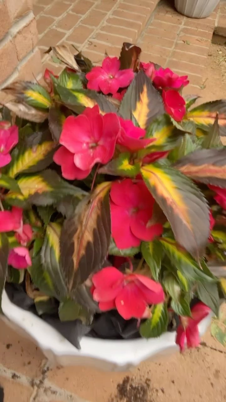 Sharing with you how I repot my flowers each year

#LTKSeasonal #LTKOver40 #LTKHome
