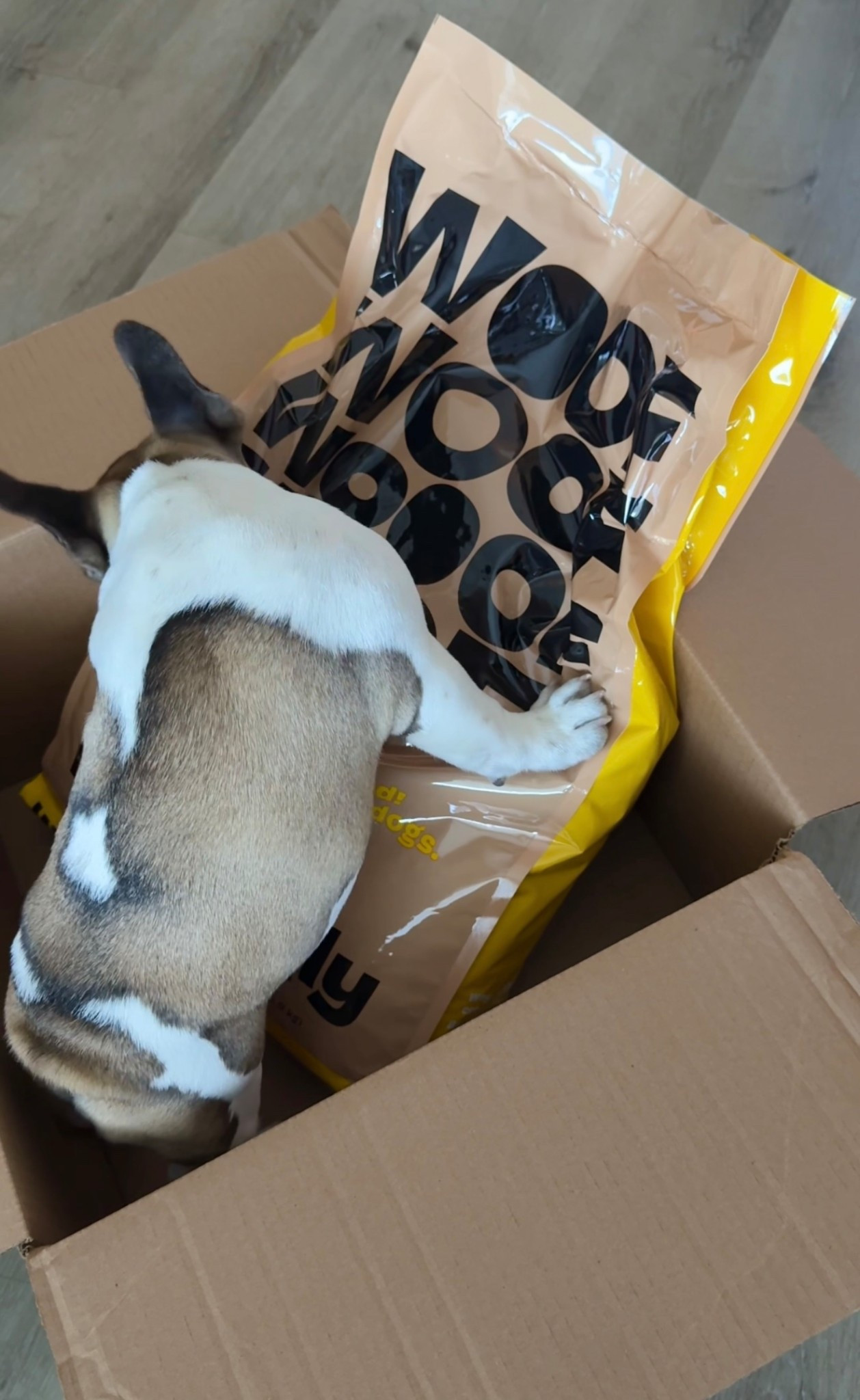 Come with us for a day in the life of me and my pup at our beach place! @barkbox is launching their new Bark in the Belly food and we are loving it. The best part? 100% of the profits from the food go directly to feeding shelter dogs! 50% Off Your First Bag – Enjoy 50% off your first bag when you sign up for a 6- or 12-month plan.
#liketkit #ad #BarkPartner #BarkCoOwned #ShopDog 