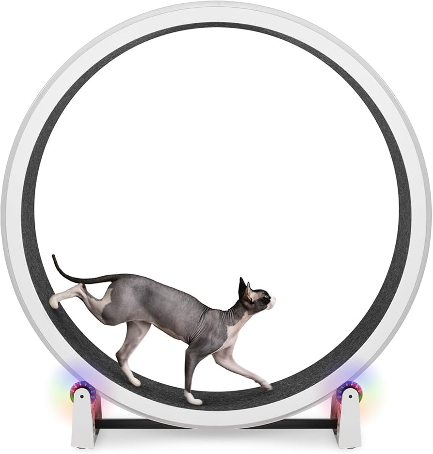 One Fast Cat - Cat Exercise Wheel - Gen. 7 - Safe 48" Diameter - Made in The USA - White Wheel wi... | Amazon (US)