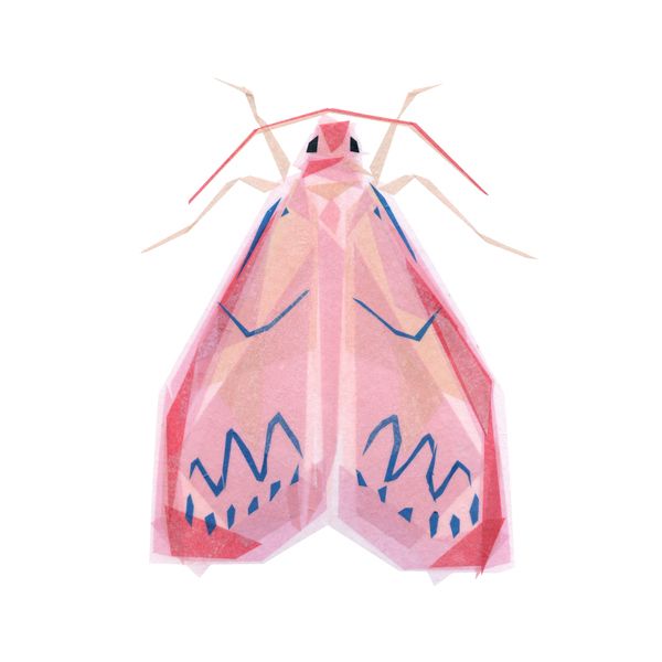 Rosy Footman Moth | Artfully Walls