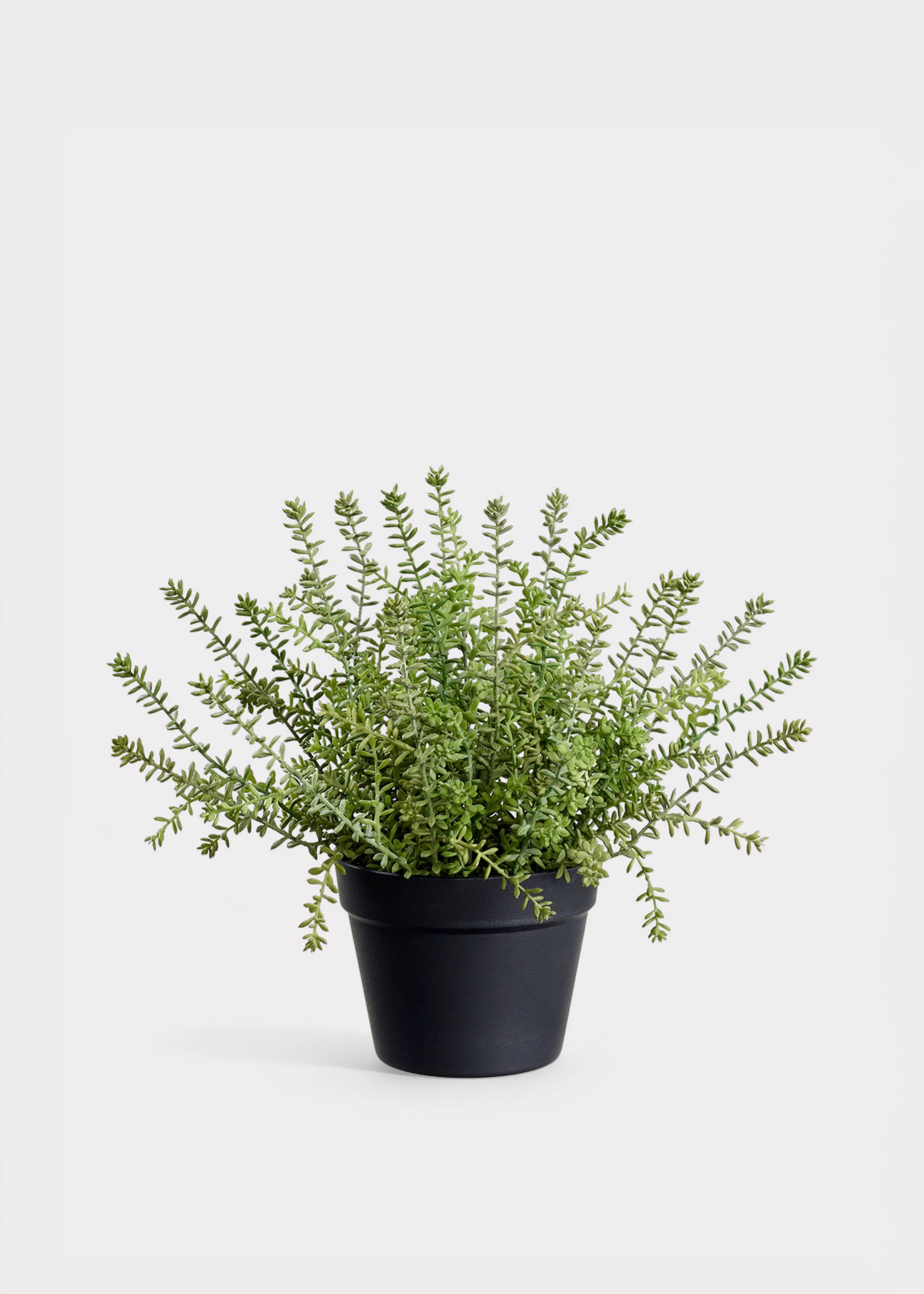 Sedum Plant in Pot | Best Artificial Potted Plants at Afloral | Afloral