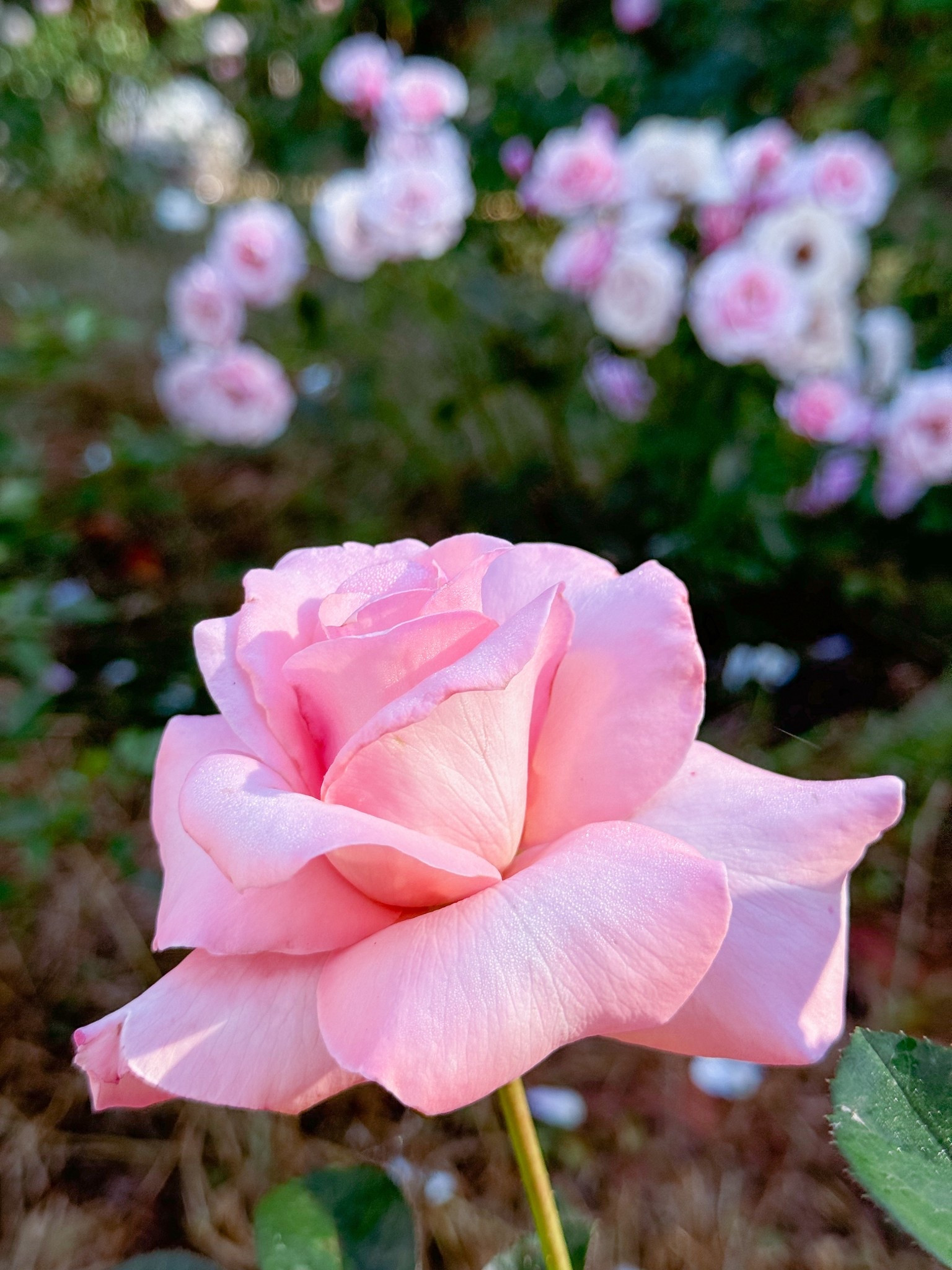 The lovely Marylou Whitney by Brad Jalbert! 

#LTKHome #LTKdayinmylife #LTKSeasonal