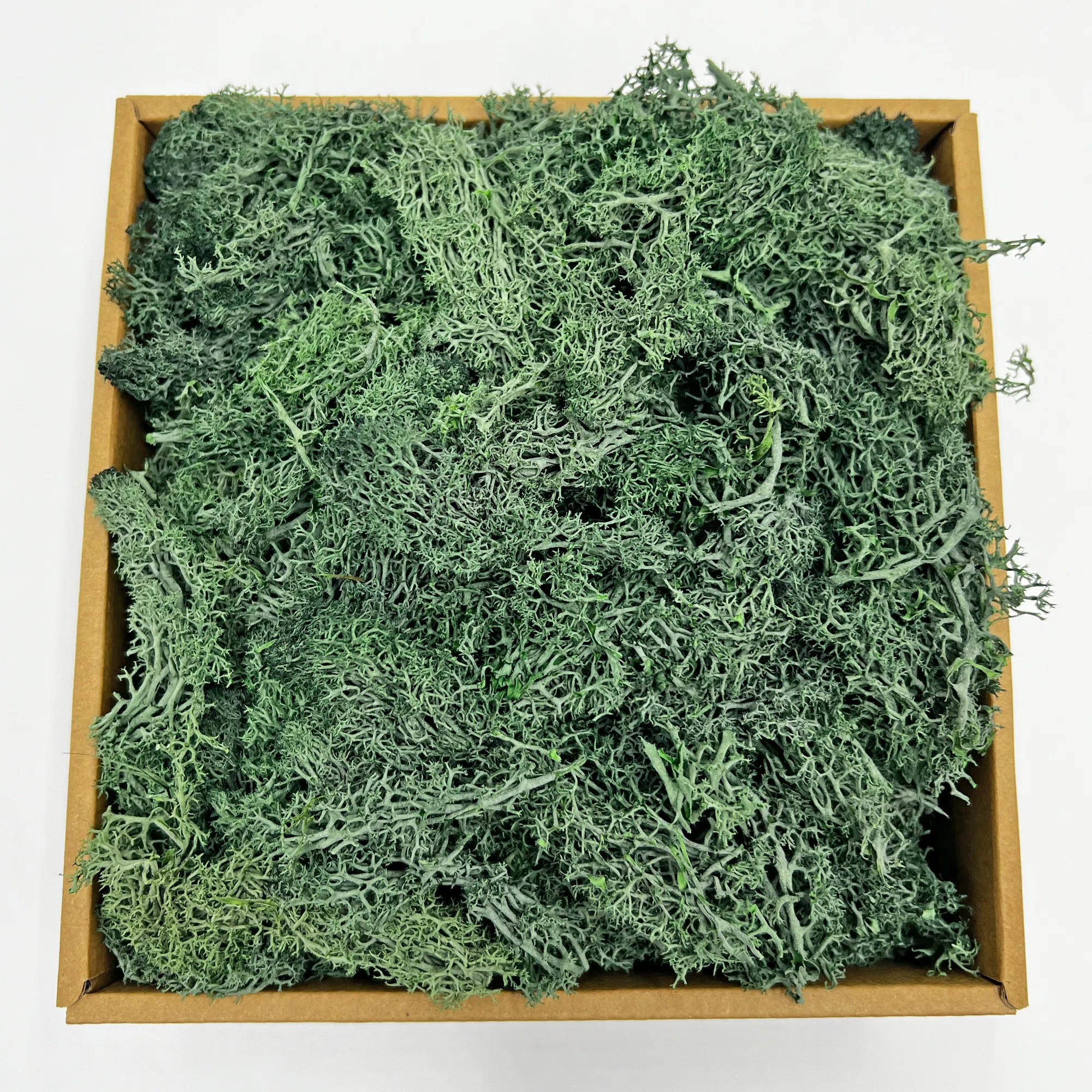 Preserved Reindeer Moss Grass Green | Wayfair North America