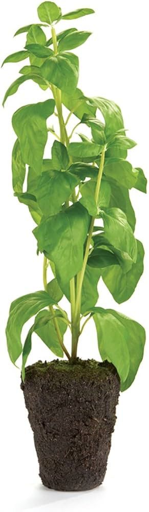 Napa Home & Garden Conservatory Basil HERB Drop-in 18-INCH 18" Basil | Amazon (US)