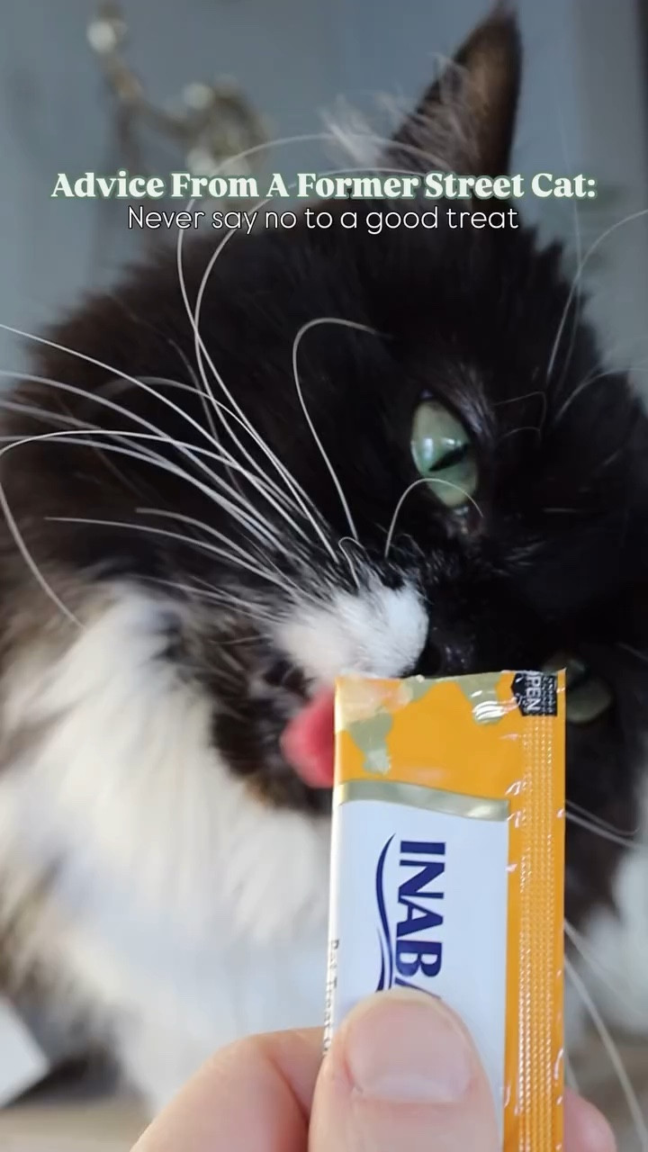 What is your favorite treat? Do you prefer sweet or salty?! I’m a sweet gal myself. 

I think my cat has also found her favorite treat. I can’t *totally* tell but I think she likes it 😉

#caturday #advicefromaformerstreetcat #fosterfail #thejourneysofjade 

It’s me, hi. I’m Jade! If you love your pets, plants, pottery, or thrifting, you’re in the right place. Follow along and join the journey!