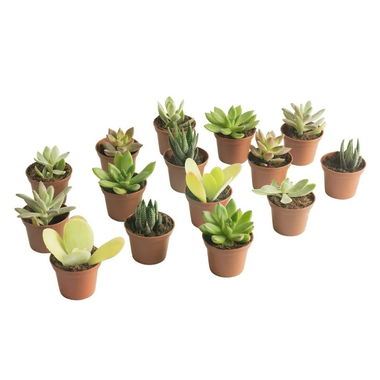 Costa Farms Live 3-inch Tall, Desert Escape 15-pack Assorted Succulents, Bright Direct Sunlight, ... | Walmart (US)