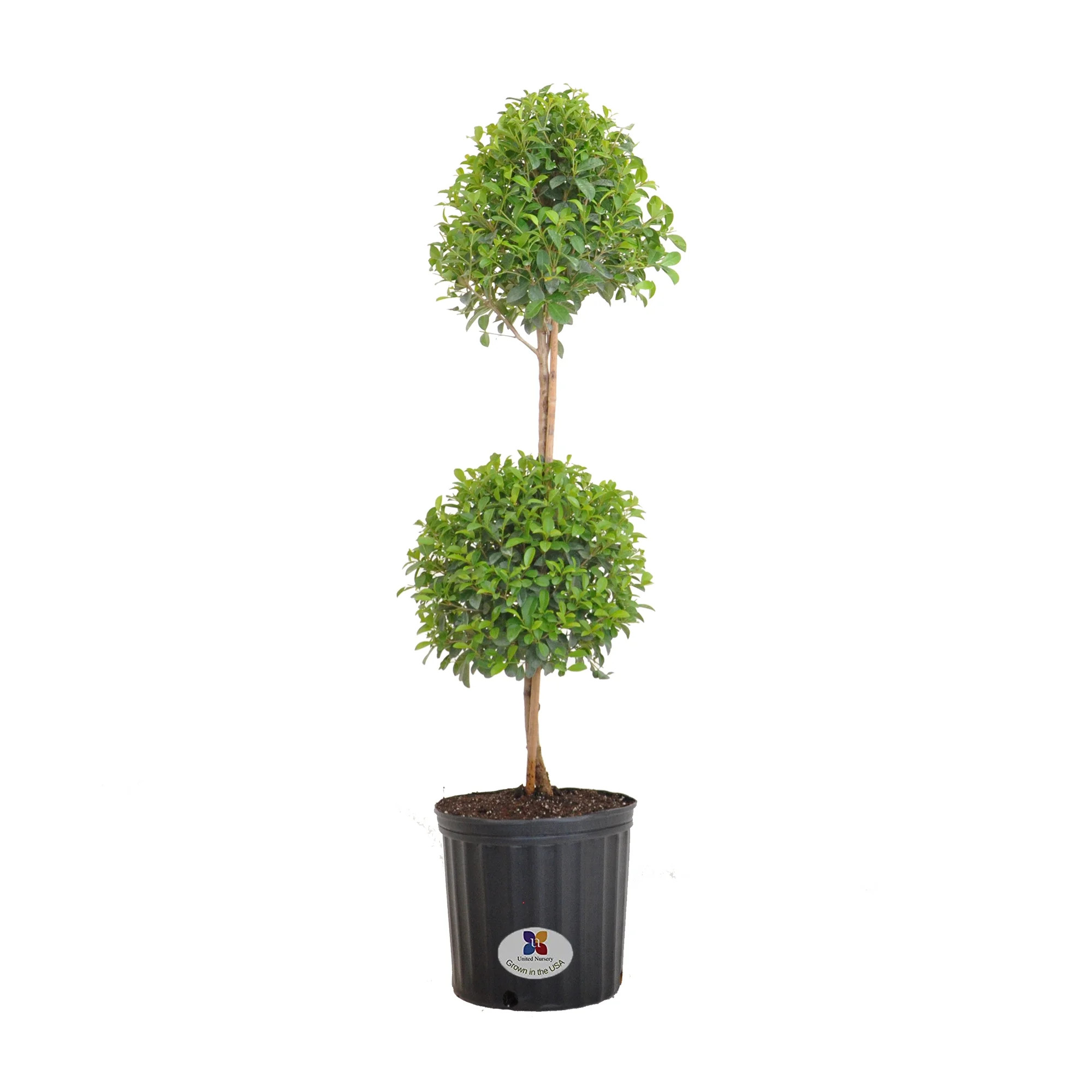 United Nursery Live Eugenia Topiary Plant 38 inches Tall in 9.25-inch Grower Pot Full Sun | Walmart (US)