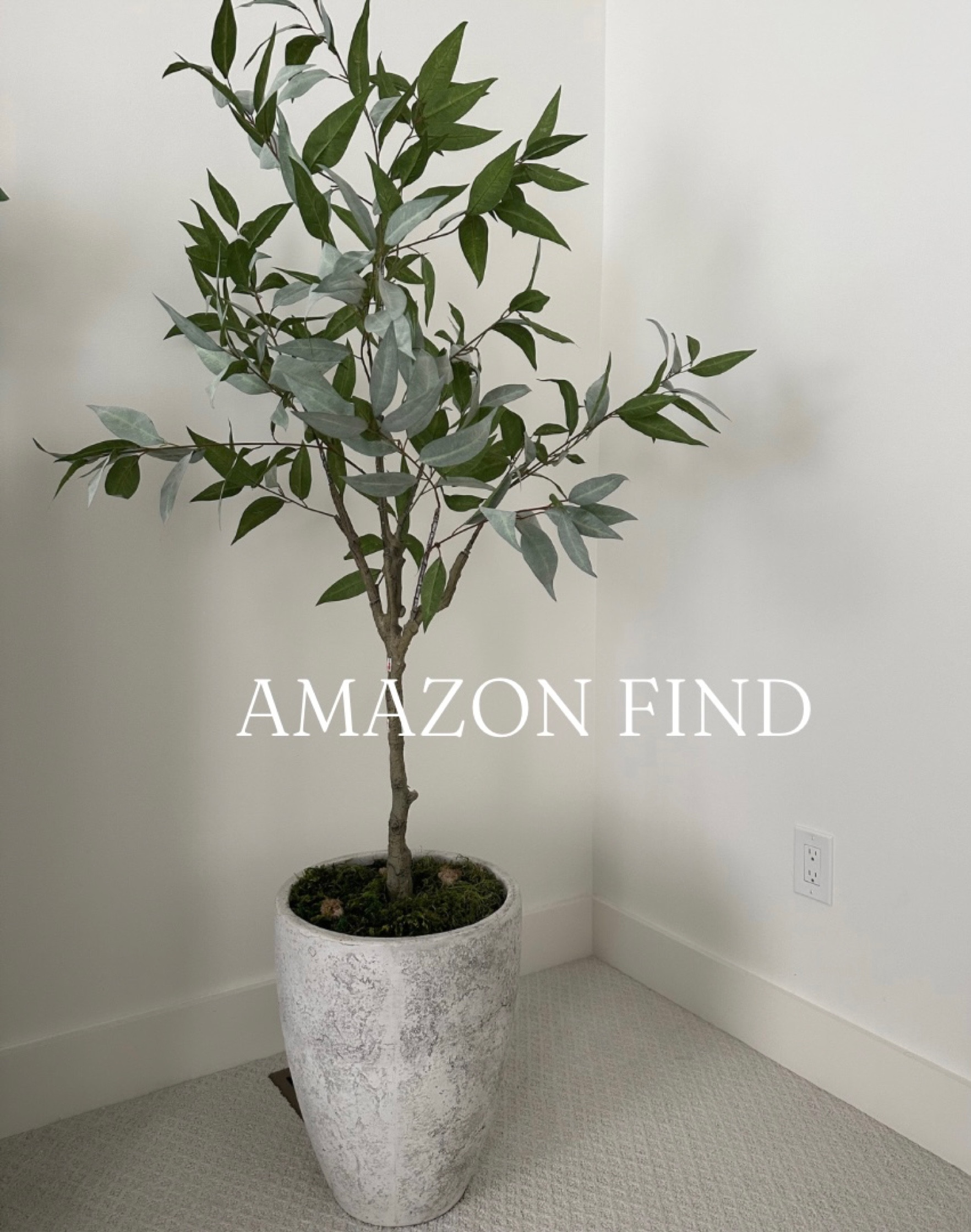 Faux Eucalyptus tree

This tree is so pretty and perfect in any area at home. The best part is NO watering! Lol plant it and forget it. Who’s with me?!

Neutral home decor, florals, planter, interior decor, Amazon finds, bedroom, planter, 

#LTKFind #LTKhome #LTKunder100