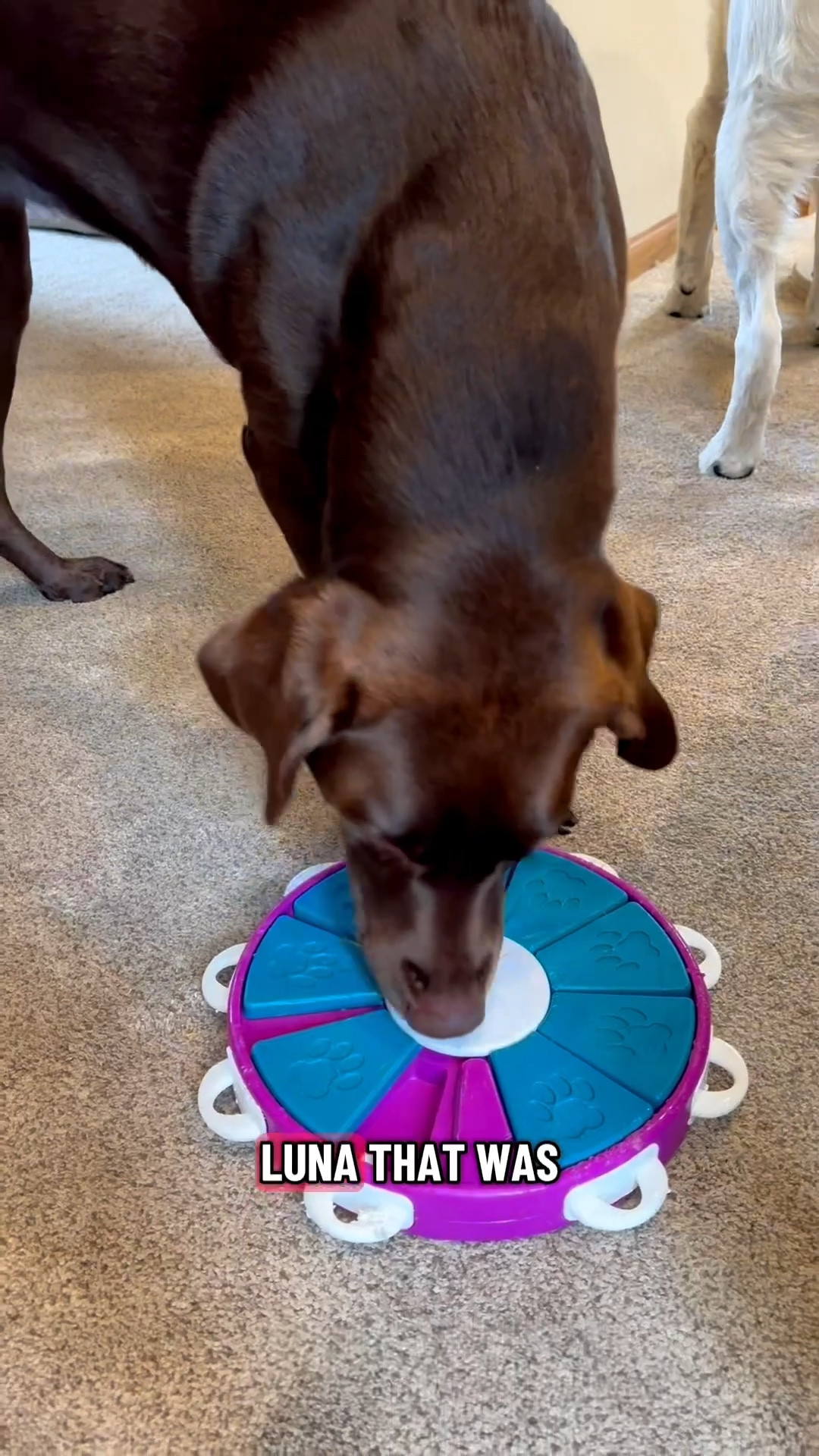 Here is a different variation of my lunch break routine working a corporate job!

Whenever the dogs seem bored, I will set up a puzzle activity for each of them!🐶🍬

#dogpuzzle #puzzlefordogs #boccesbakerytreats

#LTKPets