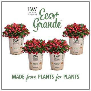 4.25 in. Eco+Grande, Surefire Red (Begonia) Live Plant, Red Flowers (4-Pack) | The Home Depot