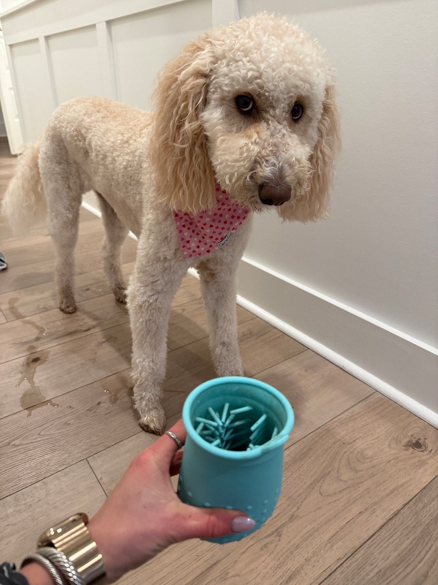 Muddy paws no more! This paw washer is genius. Fill, stick paw in it, dump, repeat, dry!!