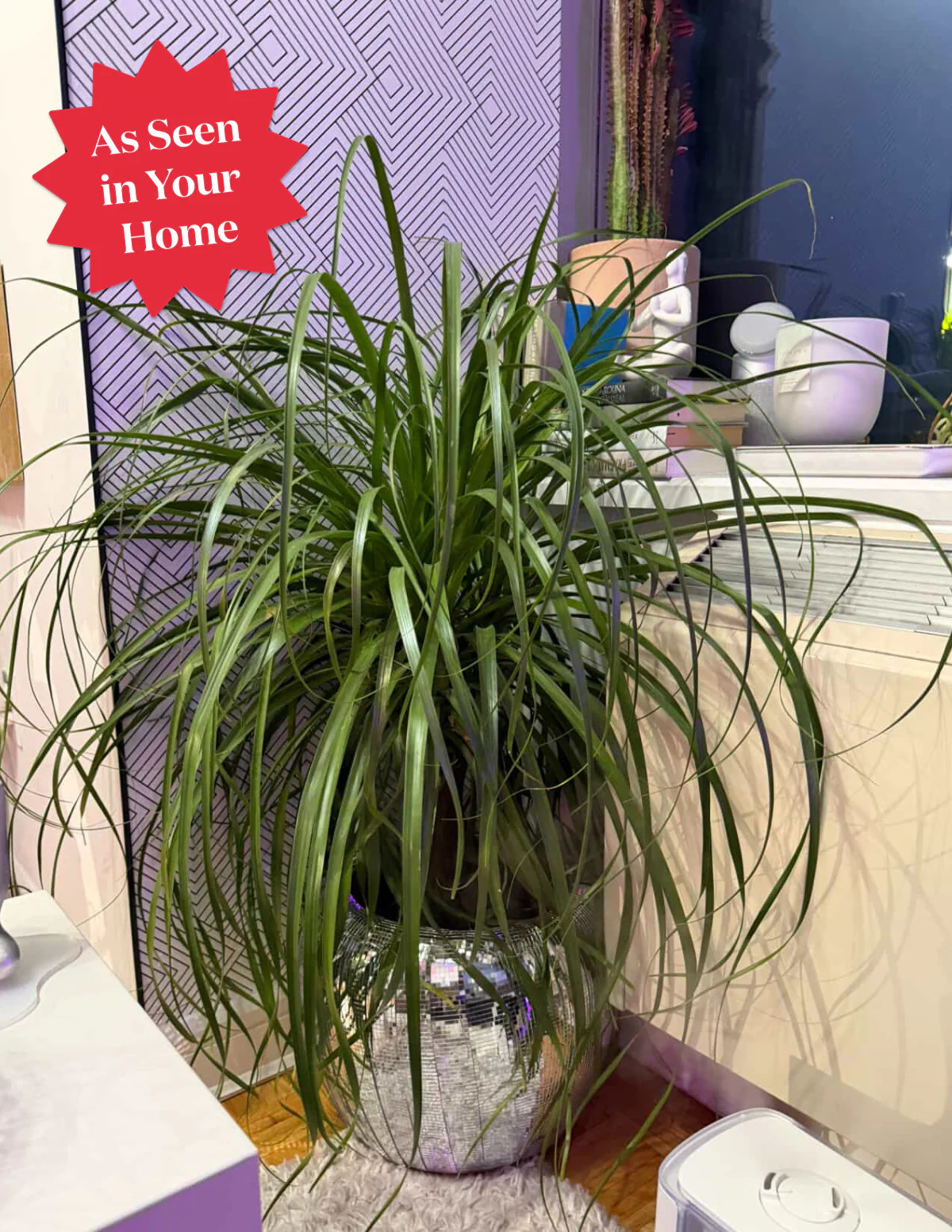 Ponytail Palm | The Sill