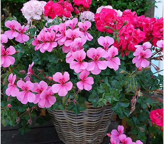Make Your Selection: Roberta's 3-Piece Santana Series Geraniums Live Plants | QVC