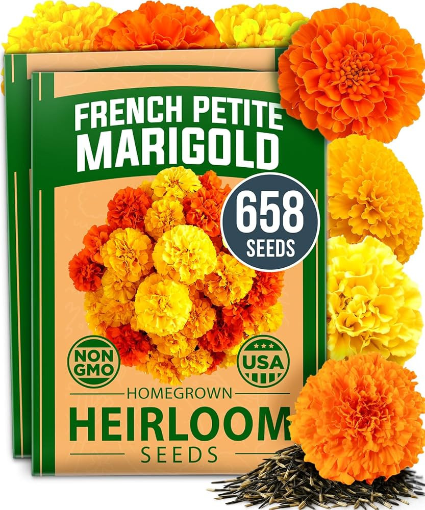 HOME GROWN Petite French Marigold Seeds 658 Flower Seeds for Planting Outdoor Easy to Grow Compan... | Amazon (US)