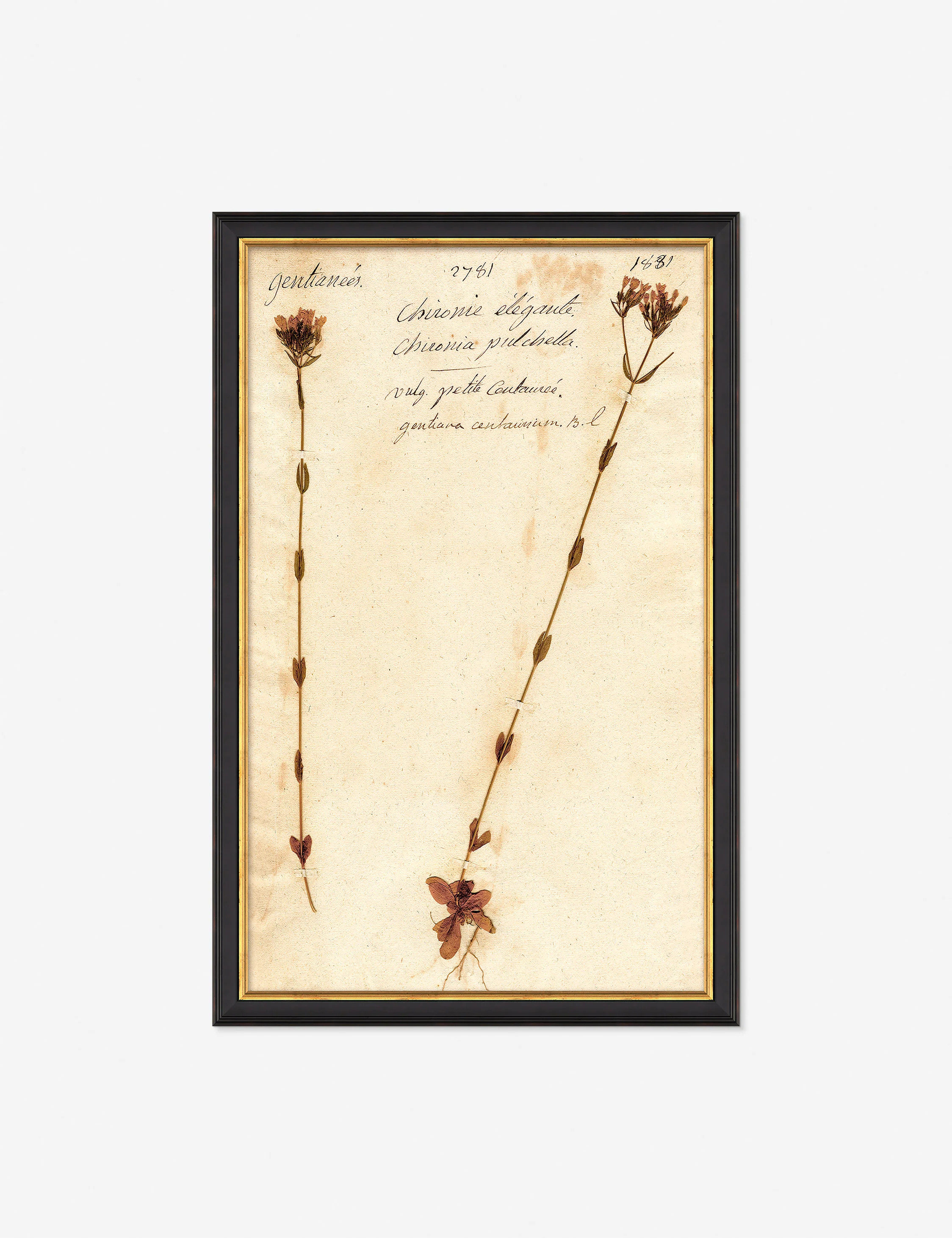 Herbarium D Wall Art, Black 11" x 17 | Lulu and Georgia 