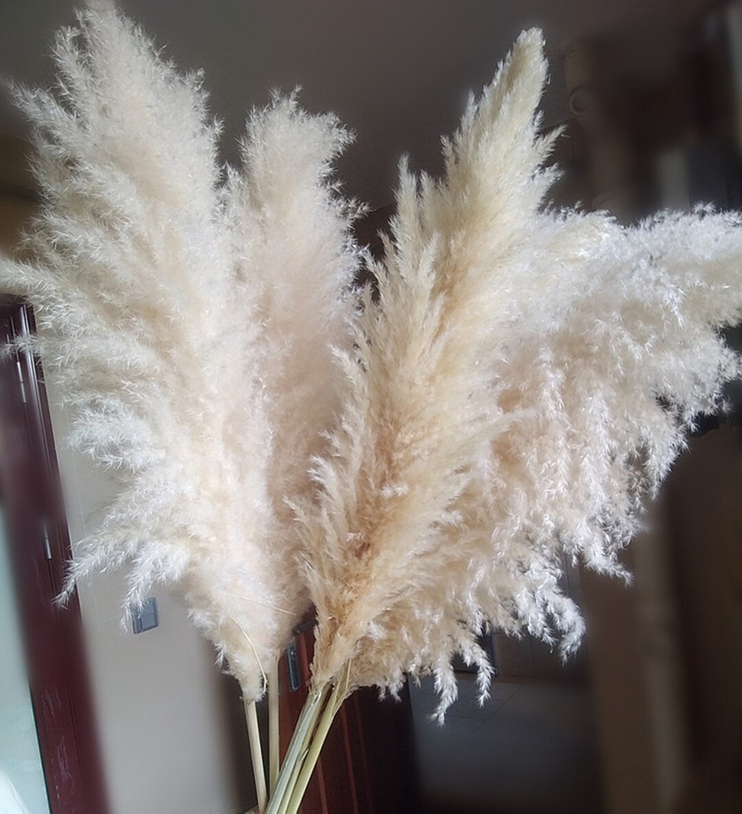 Dried flower pampas grass, | Etsy (US)