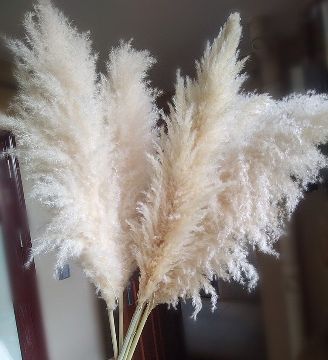 Dried flower pampas grass, | Etsy (US)