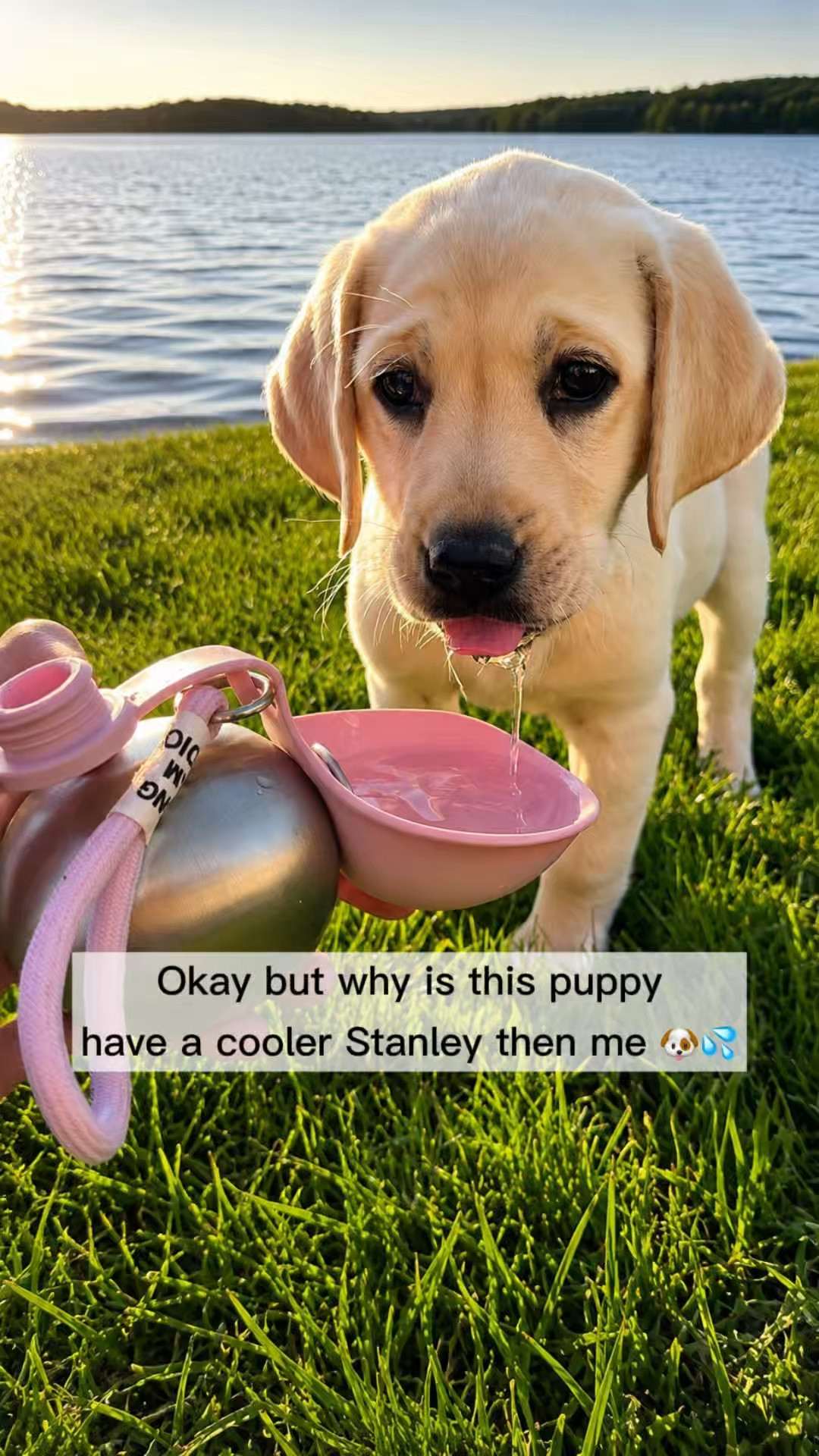 Okay but why does this puppy have better drinkware than me 🥹🐾

This portable dog tumbler is honestly genius. It’s stainless steel so it keeps your pup’s water cold, and the top folds right out into a built-in drinking bowl for walks, beach days, road trips, and park runs.

Then when your puppy is done drinking, the extra water pours right back into the tumbler, the bowl folds closed, and the cork seals it up. No spills. No wasted water. And somehow it’s still ridiculously cute 😭💦

Perfect for summer walks with your pup ☀️🐶

✨If you like this video, feel free to follow me @theshannykate_style for more inspo

#LTKHome
