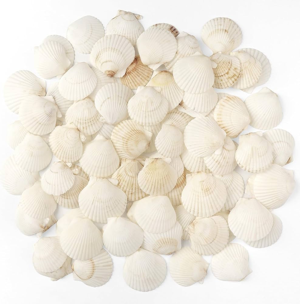 Jangostor 48 PCS Scallop Shells Natural Seashell, 1.5" to 2" White Scallop Shells Small Seashells... | Amazon (US)