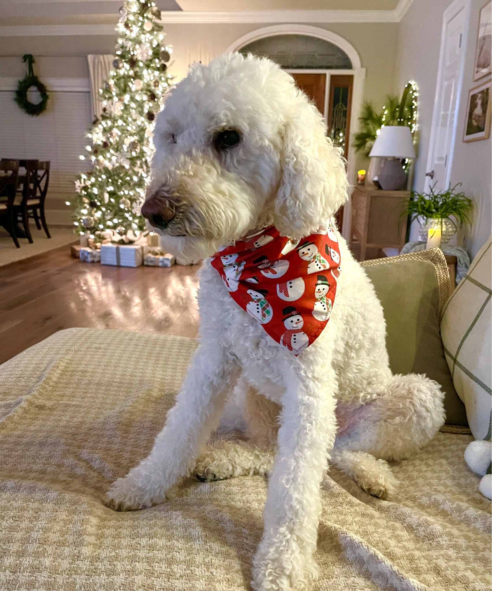 Bandit is loving his new Snowman bandana! #ltkpets #amazonpets 

#LTKsalealert #LTKHoliday #LTKFind