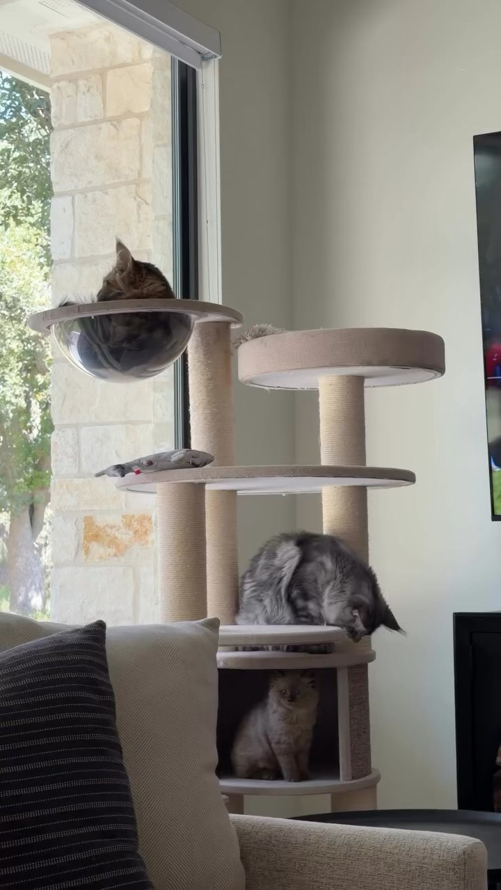 Our cat tower is on major sale today! 60% off!

#LTKHome #LTKSaleAlert #LTKBaby