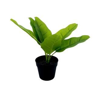9" Potted Traveler's Palm Tree by Ashland® | Michaels Stores