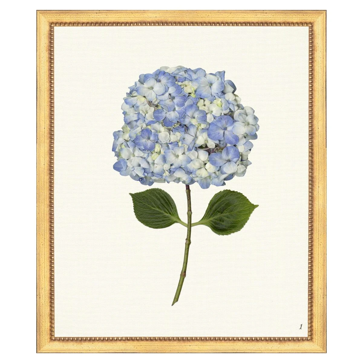 Blue Hydrangea I | Caitlin Wilson Design