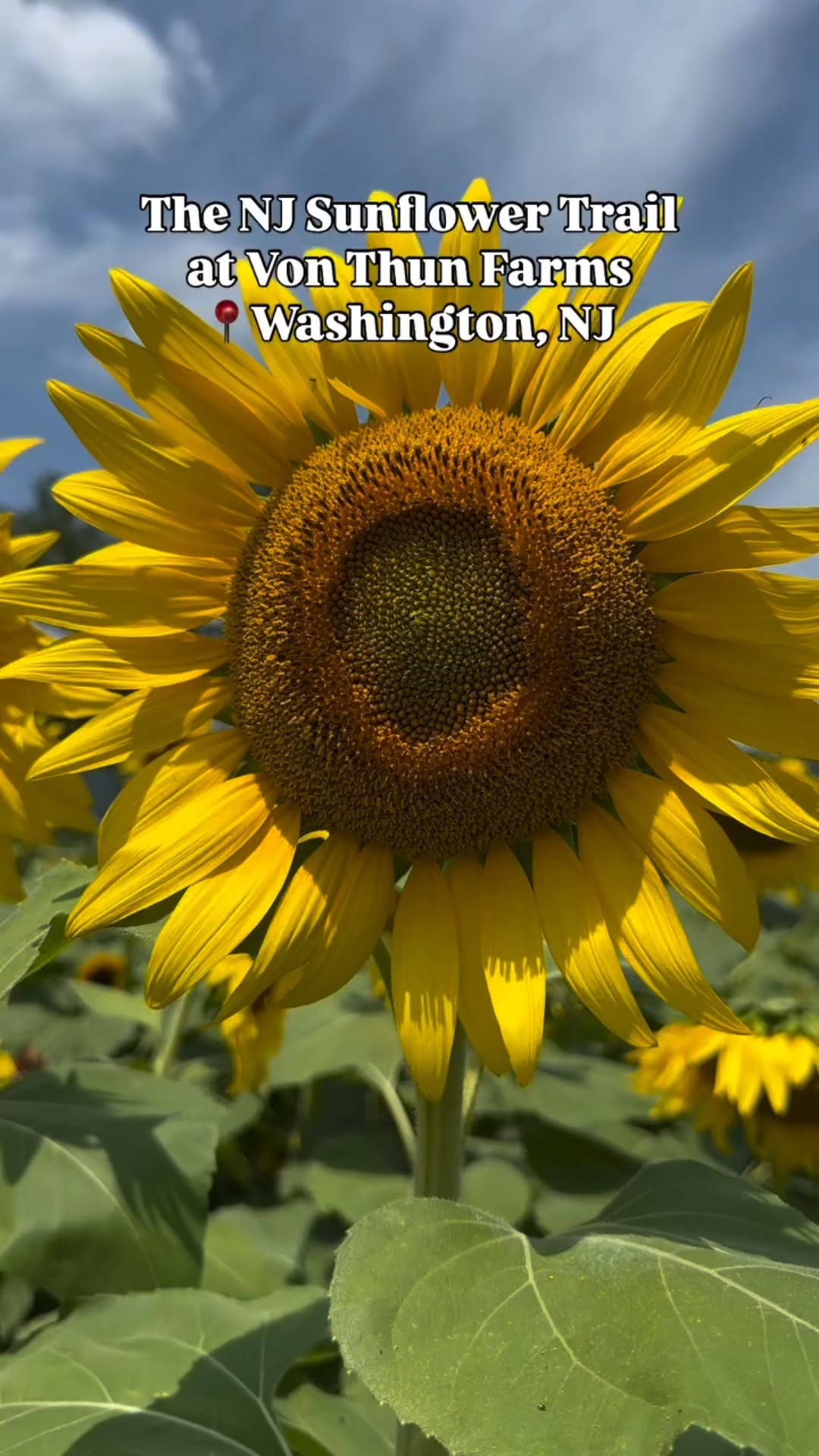 Looking for sunflowers? 🌻 You’ve got to check out @vonthunfarmswashington and the @njsunflowertrail! 

📍Located in Washington, NJ they offer so much for the whole family:
-Sunflower Trail
-SO MANY adorable photo ops
-u-pick summer flowers and sunflowers (you can bring your own bucket!)
-u-pick seasonal produce
-kids activities & tons of games
-hayrides
-farm animals
-snack shack plus food trucks & local craft beer
-farmers market with fresh produce & more

If you’ve never been you need to add it to your list. There is so much for the whole family to enjoy! Each weekend in August they’ve got themed festival days. You won’t want to miss out on the fun! 
.
.
.
.
.
.
.
#njsunflowertrail #thingstodonj #njfarm #supportnjlocal #njwow #njphotospots #sunflower #sunflowers #familyfun #weekendfun #njfarms #njisntboring #thingstodo #thingstodoinnj #flowers #comewithme #washingtonnj #warrencounty #visitnj