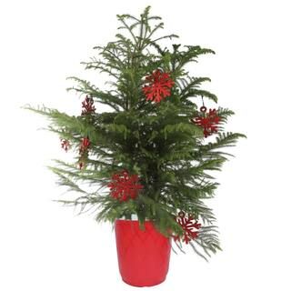 Costa Farms Fresh Norfolk Island Pine, 32 in. to 36 in. Tall in 10 in. Red Decor Pot-10NORFOLKPIN... | The Home Depot